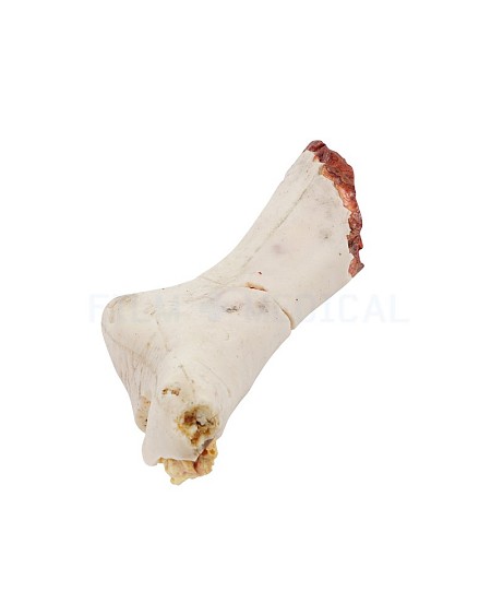 Fake Severed Foot 